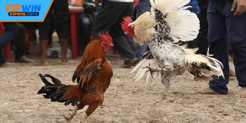 Dễ dàng quan sát các trận thi đấu
