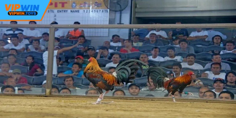 Đôi nét sơ lược về đá gà trực tuyến tại Vipwin