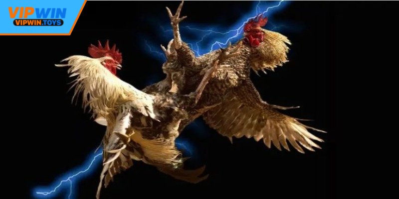 Giới thiệu đôi nét về đá gà mạng tại Vipwin