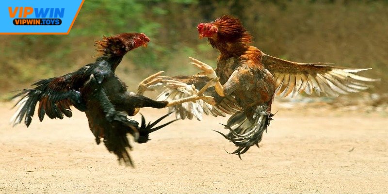 Quy định thi đấu đá gà cựa sắt